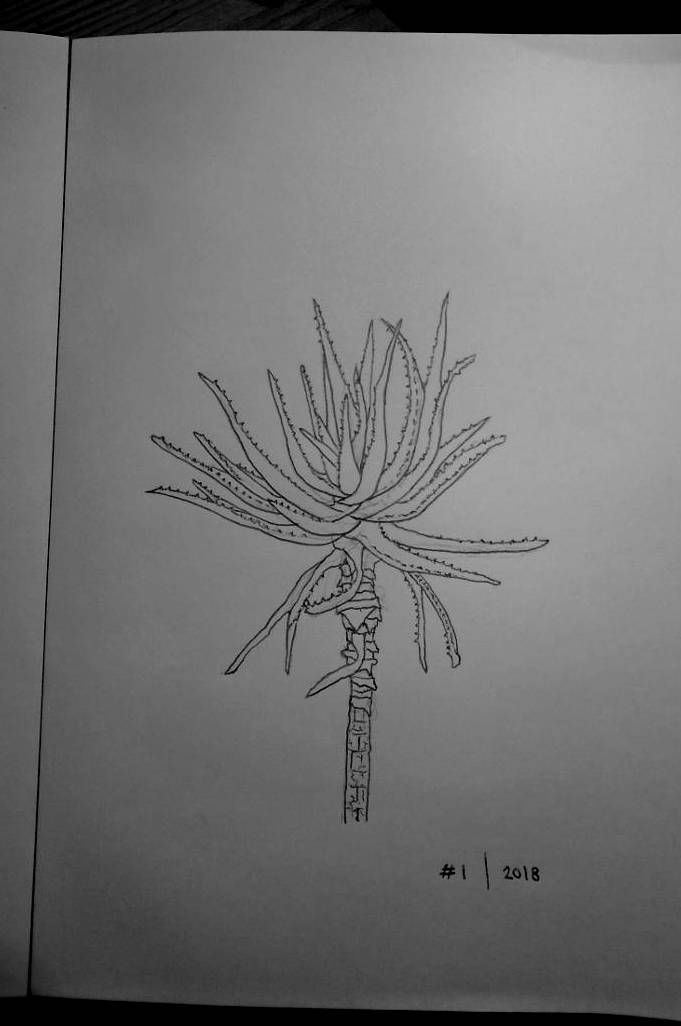 Line drawing of an aloe plant
