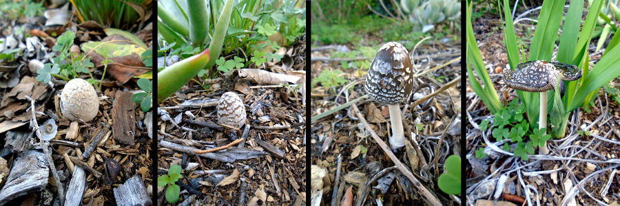Tetraptych showing four phases in the development of coprinoid mushrooms amongst mulch; from primordium to mature fruitbody