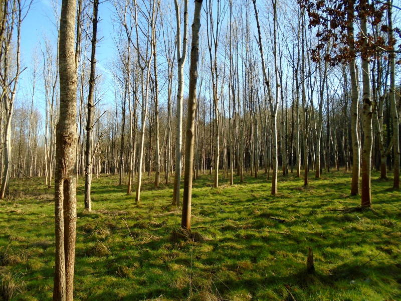 Birch forest with grass covering the forest floor