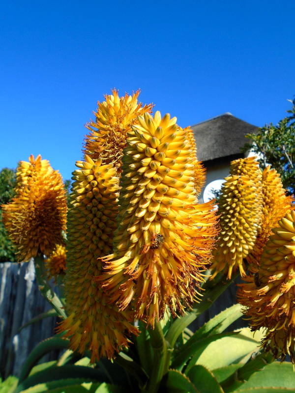 Dense cones of golden, tubular flowers dominate the frame, with green succulent leaves at the bottom, a bright blue sky above, and a thatched-roof in the background. Bees can be seen amongst the flowers.