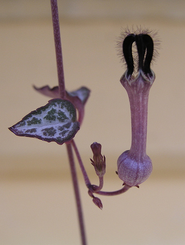 A grayish-pink vine with two heart-shaped, gray-green leaves and an unusual, hollow flower with furry black structures at the tip.
