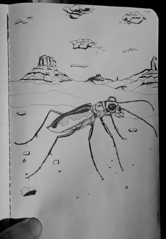 Pen and ink drawing of a tiger beetle with mesas and clouds in the background
