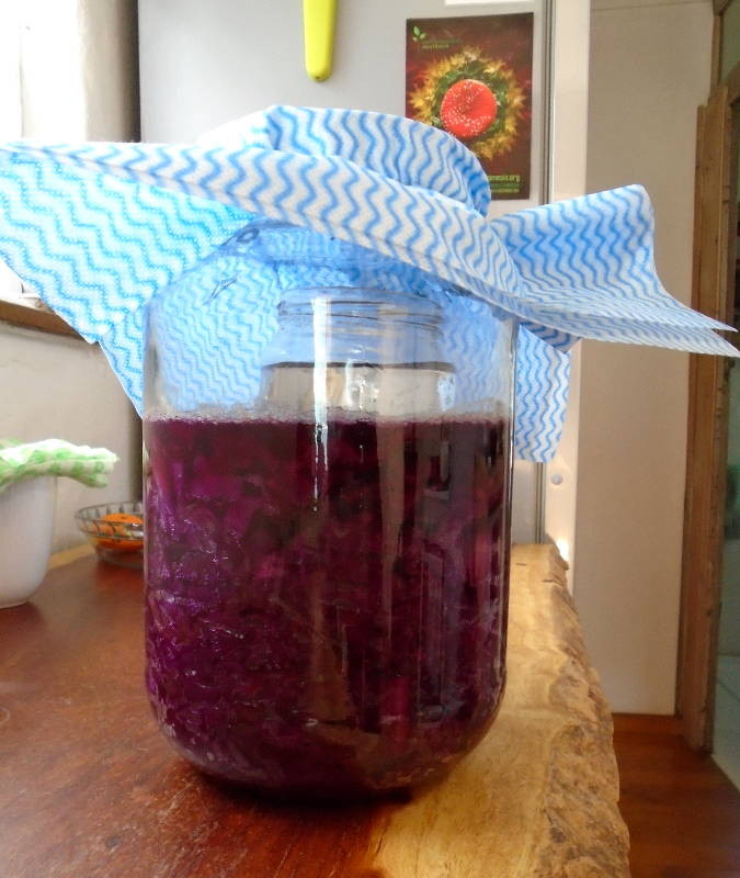 Colour photo in portrait orientation of a 3L jar filled with purple sauerkraut-in-the-making. The jar is on a wooden countertop and is covered by a blue and white cloth. A glass jar with water is visible inside the bigger jar. Bubbles can be seen forming on the surface of the sauerkraut mixture / solution.