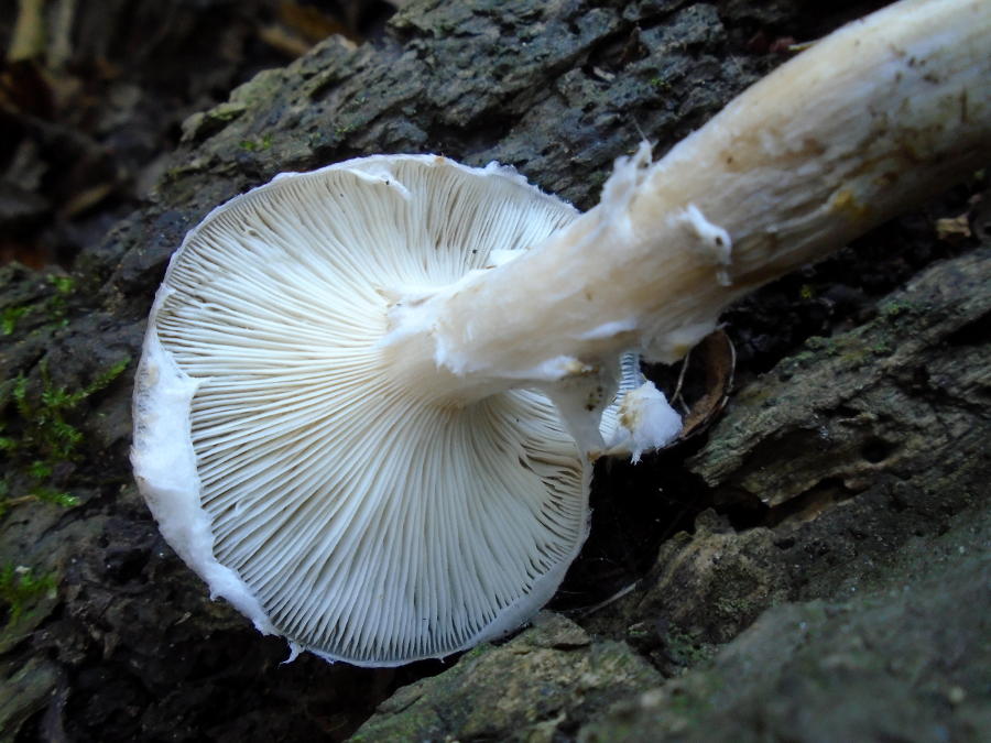 Mushroom with white gills and a beige stem
