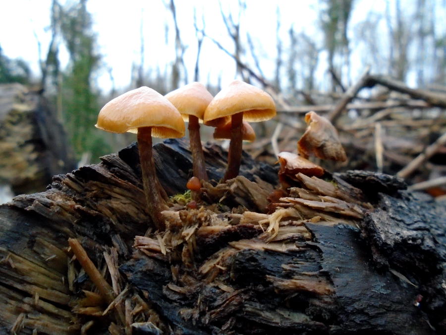 Cluster of mushrooms with beige-orange caps and brown stems, growing on a wet, decomposing log in a forest