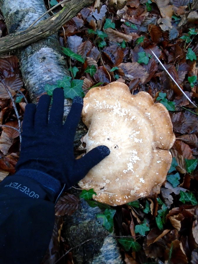 Large brown and white mushroom growing from a birch log on the forest floor. A black-gloved hand with fingers spread is next to the mushroom. The forest floor is covered with wet leaves and English ivy