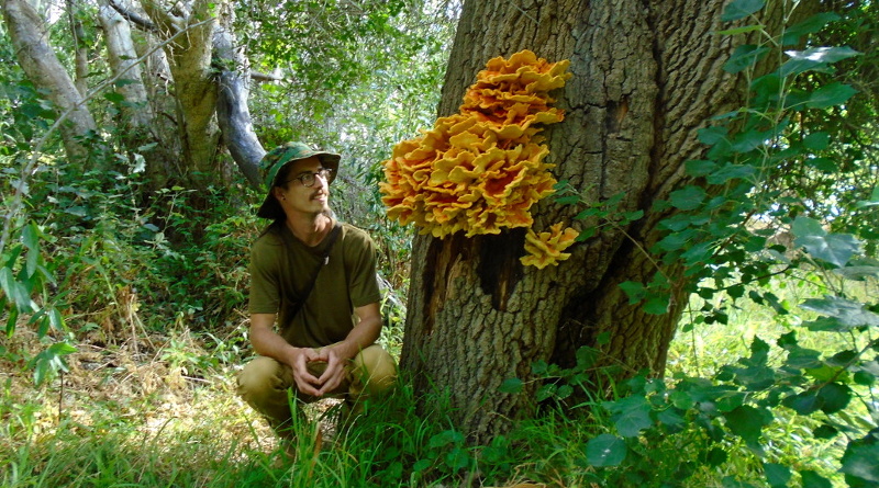 A young man crouching beside a large orange chicken-of-the-woods mushroom growing from the trunk of an oak tree. Trees, shrubs and grasses fill the foreground and background.