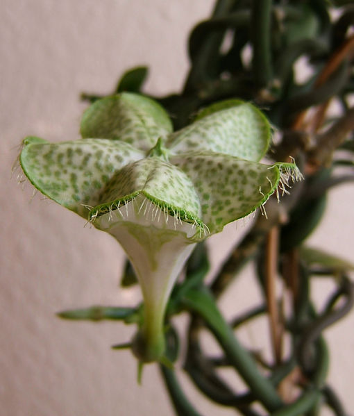 An unusual flower which looks like an umbrella with a hollow, tapering stem. The top is white with green speckled petals and frilly egdes. A twisting, dark green vine is blurry in the background.